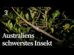 Neue Stabinsekten-Art in Australien entdeckt