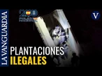 Diez detenidos en Almería en un operativo contra las plantaciones ilegales de marihuana