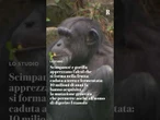 Anche scimpané e gorilla apprezzano l'alcol