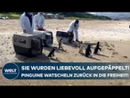 PINGUIN-PARTY: Nach Rettungsaktion! Hier watscheln Magellan-Pinguine zurück in die Freiheit