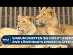 KÖLNER ZOO: Zwei Löwenbabys eingeschläfert – "Fühlt sich unnötig an!" Kritik an "Zuchtpolitik"