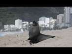 No Comment : visite insolite d'une otarie sur la plage d’Ipanema