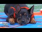 A super showdown preview of football's big game and puppies! | Nightly News: Kids Edition