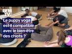 Puppy yoga: peut-on allier détente avec les chiots et bien-être animal?