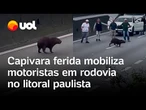 Capivara com pata ferida paralisa rodovia e mobiliza motoristas no litoral de São Paulo; veja vídeo