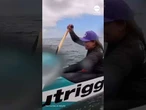 Sea lion jumps onto canoe during race off California coast