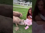 #NicoleBahls chama atenção com #bebêreborn de #porco: "coisa mais fofa"