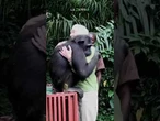 Addio a Jane Goodall: quando lo scimpanzé Wounda abbracciò l'etologa