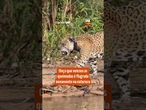 Onça que venceu as queimadas é flagrada novamente na natureza