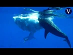 Así es como dos especies de tiburón gigante comparten 'festín' I VDD