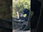 FINGER-LICKIN’ GOOD: Bear licks peanut butter jar clean #shorts #cute #animals #animal #cuteanimals
