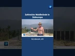 Tausende Menschen fliehen vor Waldbränden in Spanien. #waldbrand #hitze #tagesschau #nachrichten