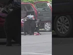 Bear caught ransacking vehicle in Tennessee