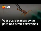 Escorpião em casa: veja quais plantas evitar para não atrair o animal venenoso; confira