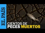 MÉXICO | Cientos de peces muertos aparecen en Anáhuac, Chihuahua | EL PAÍS