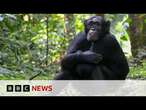 Chimpanzees ‘self-medicate’ with healing plants | BBC News