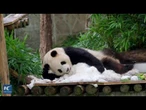 Cina, festa di compleanno speciale per due panda giganti di 3 anni