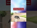 Giappone, un orso attacca delle persone: quattro feriti