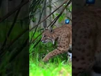 Rotluchs „Blob“ wurde aus einem privaten Tierheim gerettet
