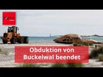 Wal „Timmy” war ein Mädchen – keine klare Todesursache