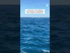 L'avvistamento di una foca a Punta Campanella