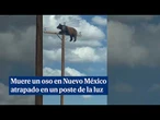 Muere un oso en Nuevo México atrapado en un poste de la luz