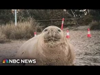 Neil the Seal is once again wreaking havoc in the streets of Tasmania