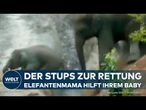 INDIEN: Mit dem Rüssel zur Rettung! Elefantenmama wird zur Heldin mit kleinem Stupser