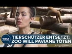 STREIT IM AFFENGEHEGE: Tierschützer entsetzt! Nürnberger Zoo will Paviane wegen Platzmangel töten!