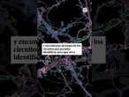 El mapa 3D de una porción de cerebro de ratón ayudará a resolver cómo funciona el del hombre