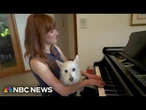 Keys to happiness: Dog's love for owner's piano playing goes viral