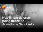 Filhote de urso polar nasce no aquário de São Paulo; vídeo fofo mostra primeiro mês de vida de Nur