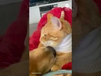 Watch this puppy and cat go from enemies to best friends