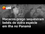 Macacos sequestram filhotes de outras espécies por tédio no Panamá, diz pesquisa; veja vídeo