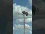 Bear spotted on POWER POLE above New Mexico road #shorts #us #news #bear #viral