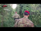 Scoperta in Calabria una piantagione con duemila piante di marijuana