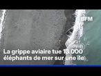 Grippe aviaire: 13.000 petits d'éléphants de mer morts sur une île australienne isolée
