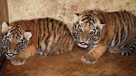 Radość w płockim zoo. Na świat przyszły tygrysy syberyjskie