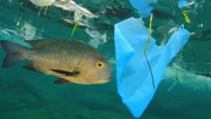 Mikroplastik w rybach już od lat 50-tych. Badania naukowców