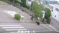 Rajd niedźwiedzia po Fukushimie. Cztery osoby ranne, zwierzę wciąż grasuje
