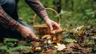 Rusza sezon na grzyby. Na to trzeba zwrócić uwagę, wybierając się do lasu
