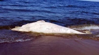Martwy wieloryb na plaży. „Nie jest to pierwszy przypadek”