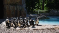 Pingwiny mają nowy dom. Warszawskie zoo otworzyło nowoczesny wybieg