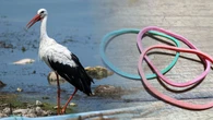 Gumowa pułapka zabija bociany. Ptaki mylą je z dżdżownicami