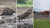 Agresywny bóbr rzucił się do szyi krowy. Jest nagranie