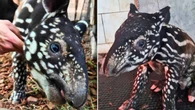 Pierwszy tapir malajski urodzony w Polsce. „Pilnie uczy się świata”