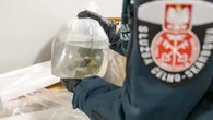 Chcieli przemycić do Polski rafę koralową. „Uratowane w ostatniej chwili”
