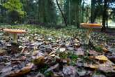 Abendessen im Wald? Familie wäre diese Aktion fast zum Verhängnis geworden