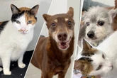 Rührende Tierheim-Story: Vier alte Freunde hoffen auf Happy End