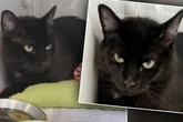 Nach Beckenbruch und Schwanzabriss: Besitzer geben Kater im Tierheim ab